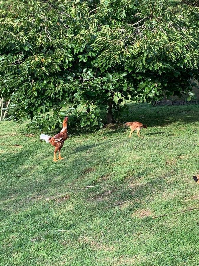 Recanto Da Natureza, Chale Gonçalves Eksteriør billede